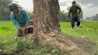 Most strongest chainsaw ‼️ Husqvarna 3120xp.