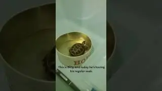 Soaking Billy the Tortoise