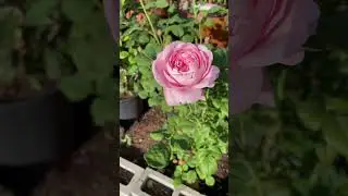 Peonies and roses #flower #summers #roseflower #rose #peony