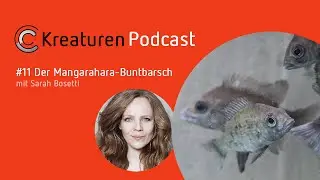 Kreaturen Podcast - Folge 11: Der Mangarahara-Buntbarsch mit Sarah Bosetti
