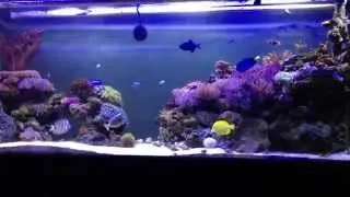 Jovares reef - 350 gallon tank