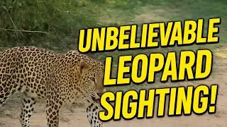 Unbelievable Leopard Sighting in Sri Lanka 🐆 | Wild Safari Adventure