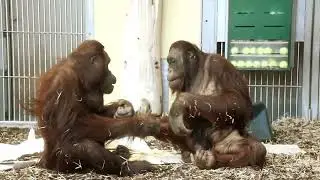 Orangutan MMA? Sol VS Baju&rsquo;s Wildest Play Fight!#orangutans#viennazoo#animaldrama#funnyanimals