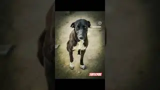 Save dogs #music #cover #song #singer #coversong #shortvideo #dog #earthlovers #love #vibes #travel