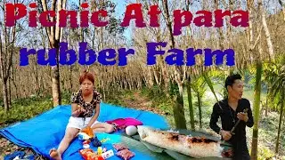 Heading to rubber plant for picnic |doyang river | farm house | wokha | NAGALAND