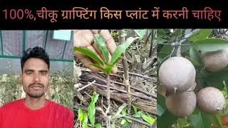 100% चीकू ग्राफ्टिंग वीडियो, sapota grafting video, Ravi chiku plant grafting video, 