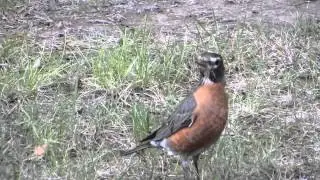 Fujifilm FinePix SL1000 Video Sample