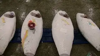 解凍マグロのセリ