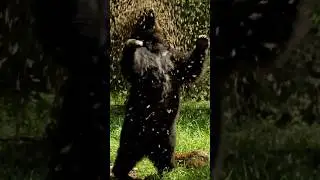 Swarm of Bees Chases a Bear Away from a Fawn