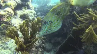 First time snorkeling Sombrero Reef off Marathon KEY!