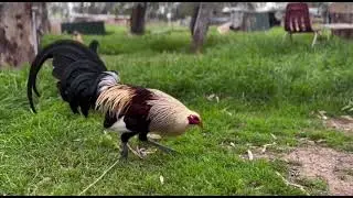 Cardinal Muff Grey And Sweater Brood cock Albany | SANTIBANEZ GAMEFARM