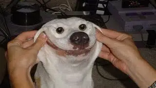 Dogs Smile For Camera Compilation|| FUNNY VIDEO