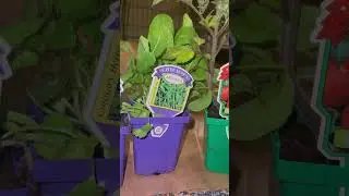 Day 8 - Indoor Garden on Apartment Window #homegarden #apartmentgardening #indoorplants  #planting