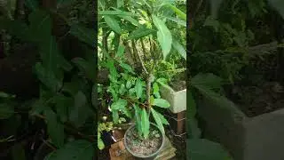 training bonsai collection ☘️🌿😍 #bonsai #winatabonsai #bonsaitree #indoorplants #gardening #plants