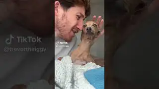 Miseric&oacute;rdia, que fofus 🥰😘🤣🤣🤣🤣🤣