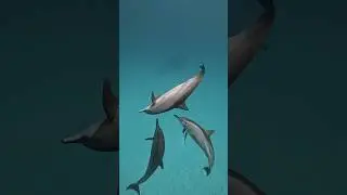Such wonderful underwater #world #sea собираем группы по 20 человек #dolphin #naturelovers #happy