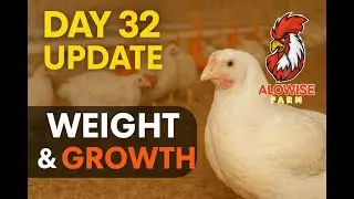 DAY 32, BIG Milestone For Broilers Chicken On Day 32!