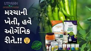 Recovered Chilli Farm Success Story | Laljibhai &ndash; Valod, Surat | Treated with UTPANN Plant Booster