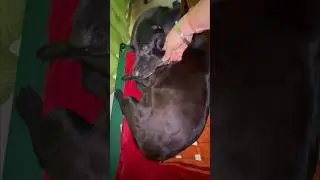 Pixie in Shock 😳 #doglover #pixie #lab #black #story #rovingcouple #dog #karnataka #india #assam