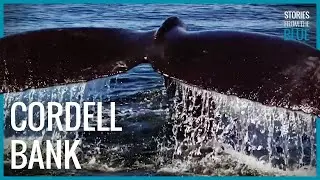 Cordell Bank National Marine Sanctuary