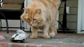 Cheddar the Oyster Gardening Cat