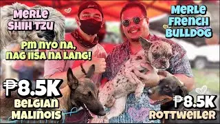 Bocaue Pet Market Part 2 | May 26, 2023 | Bocaue, Bulacan