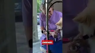 Funny Puppy Reactions Grooming Adventures 😂