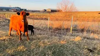New Calves, No Drama – A Perfect Calving Day  | 30in30 #21 2025
