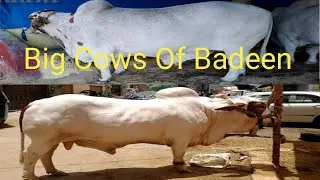 Big Cows Of Badeen..|Qurbani Janwar unlimited #cow #goat#qurbanistatus