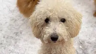 Cute puppies play in snow ❄️|Puppies and dogs.