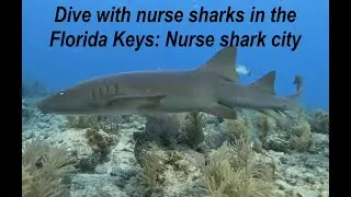 NURSE SHARKS at Davey Crockett Reef Scuba Diving | Conch Republic Divers, Islamorada Florida Keys