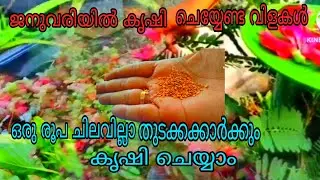 ജനുവരി യിൽ കൃഷി ചെയ്യാൻ പറ്റിയെ വിളകൾ | rijnas janna| terrace farning | inmalayalam