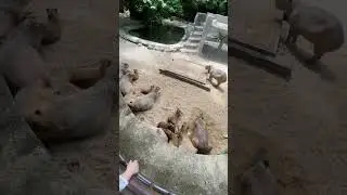 Exploring Zoo Negara, This is the Capybara Family