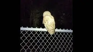 Sneaking up on a Barred Owl!