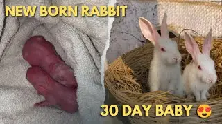 Baby Rabbit 🐇 😍 || 1 Day to 30 Day old || newborn rabbits baby growth 😘 Aman Kapoor