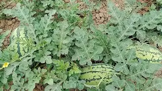 হিটলার তরমুজ করলে চাষ কৃষকের মুখে হাসি বারোমাস 