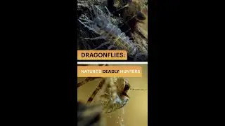 Dragonflies: Nature&rsquo;s Deadly Hunters