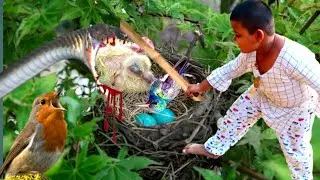 When  mother birds went hunting.  a snake climbed a tree and attacked baby birds