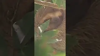 World Sloth Day 2023!
