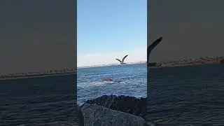 Iscadas pequenas v&iacute;deo completo no canal # #viciodapesca #pesca #pescasub #barcopesqueiro