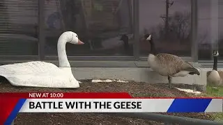 Geese dilemma in St. Louis County after nest destroyed
