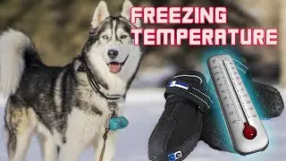 husky exercise routine! | minus 40 windchill | extreme cold weather