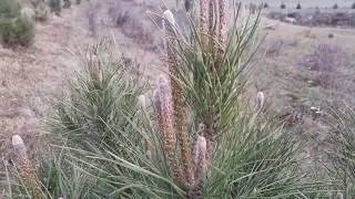 Pinus pinea