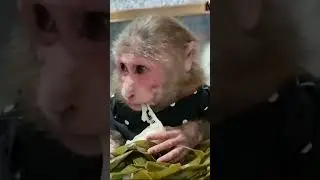 monkey eat cake 😃