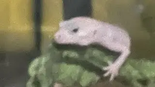Rango activity cam