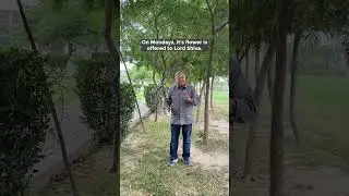 Yellow Oleander (Kaner): A flower offered to Lord Shiva during worship