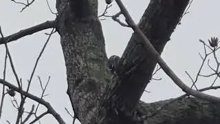 Sapsucker 