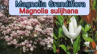 How to propagate Magnolia tree from cuttings.