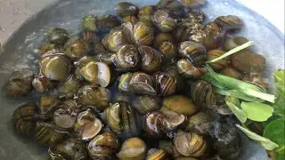 Snail Salad recipe and eat.
