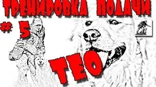Тео. Тренировка подачи # 5 (Занятие от 03.02.2013) / Gundog Training in Orenburg, Russia.